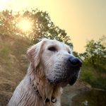 Planes con perro en Cantabria durante unas vacaciones pet friendly
