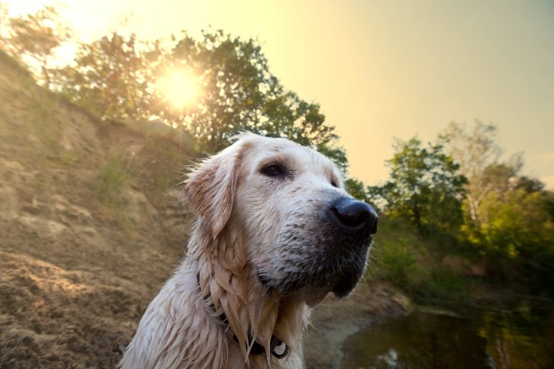 Planes con perro en Cantabria durante unas vacaciones pet friendly