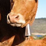 Vacas con campanos en los prados de Cantabria y tradición ganadera