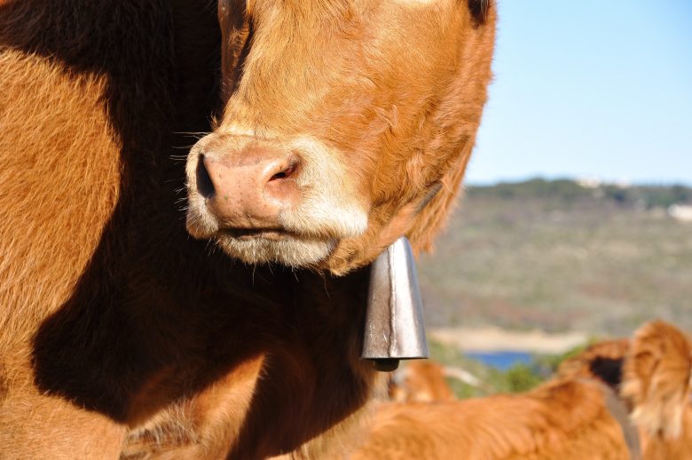 Vacas con campanos en los prados de Cantabria y tradición ganadera